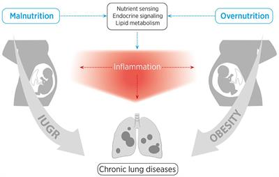 Perinatal Nutritional and Metabolic Pathways: Early Origins of Chronic Lung Diseases